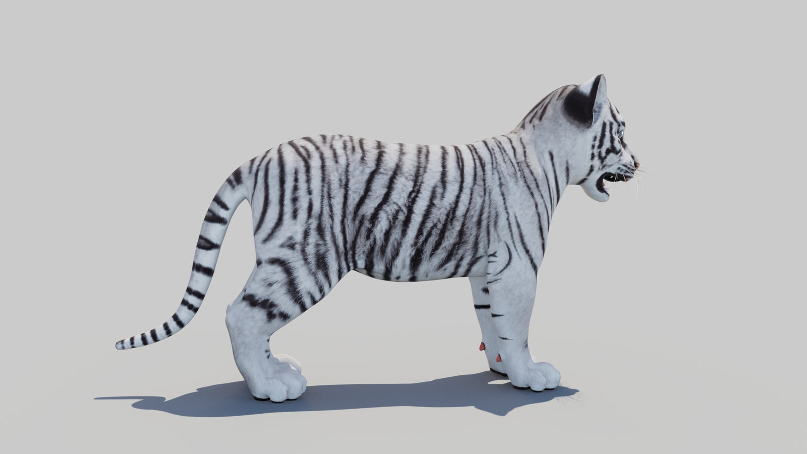 White Tiger Cub 3D Model 360° view 1 frame 10
