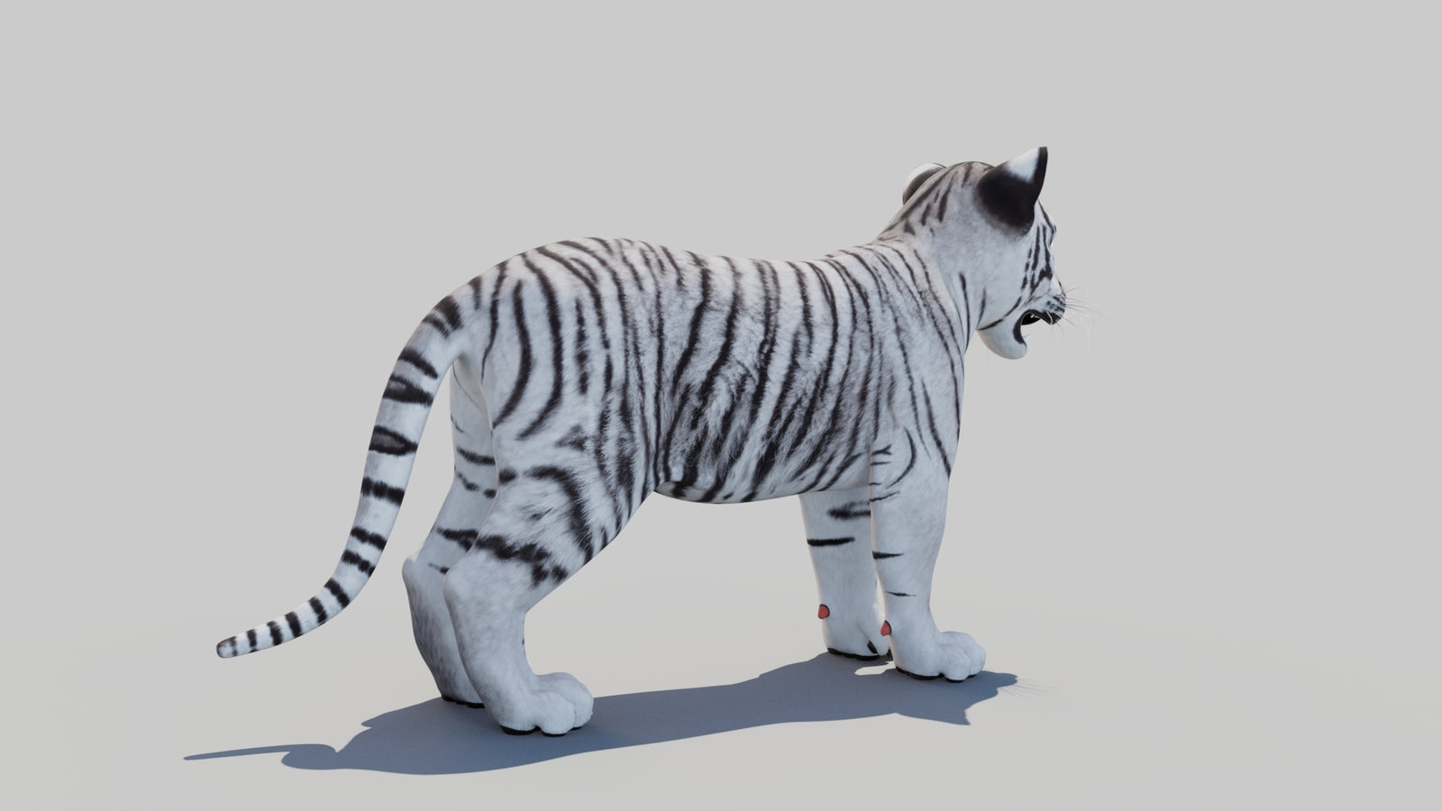 White Tiger Cub 3D Model 360° view 1 frame 12