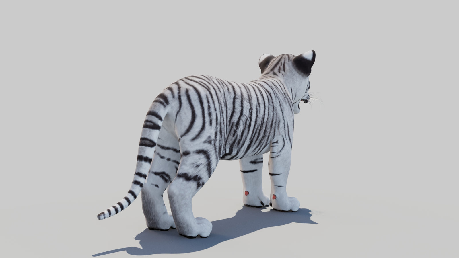 White Tiger Cub 3D Model 360° view 1 frame 14