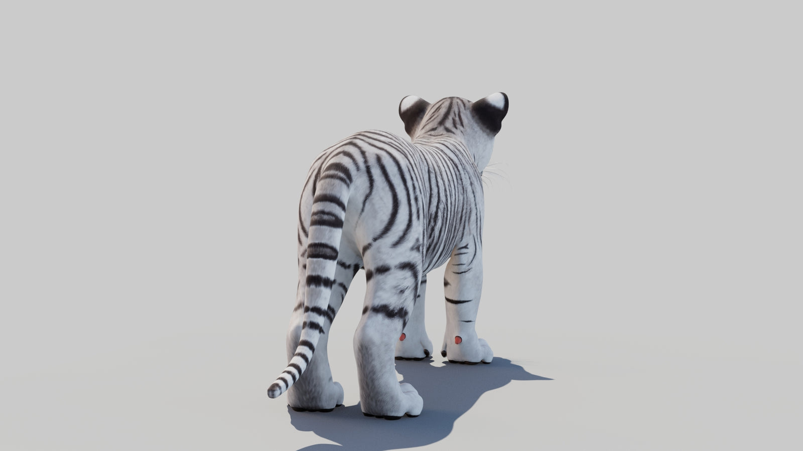 White Tiger Cub 3D Model 360° view 1 frame 16