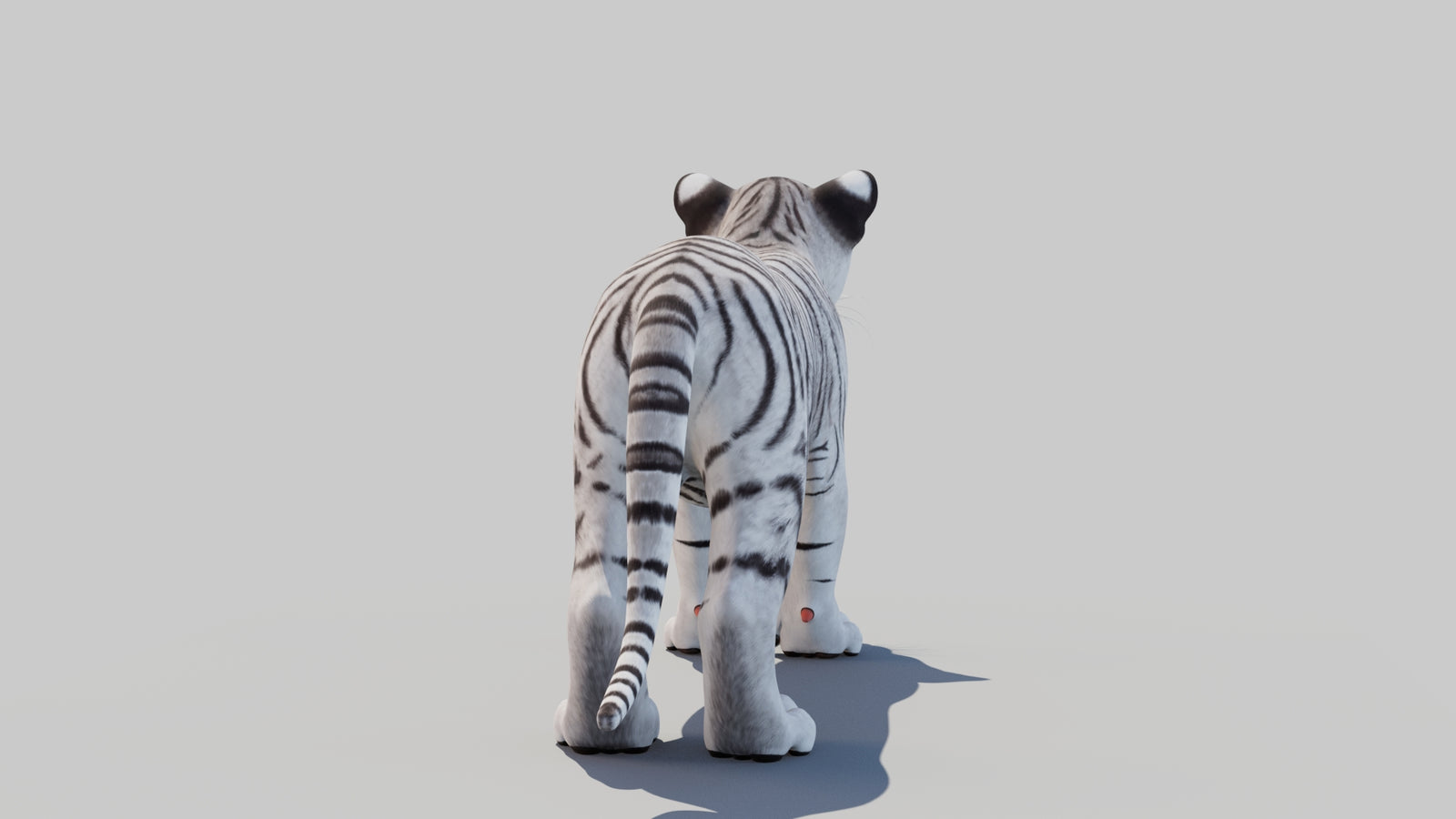 White Tiger Cub 3D Model 360° view 1 frame 17