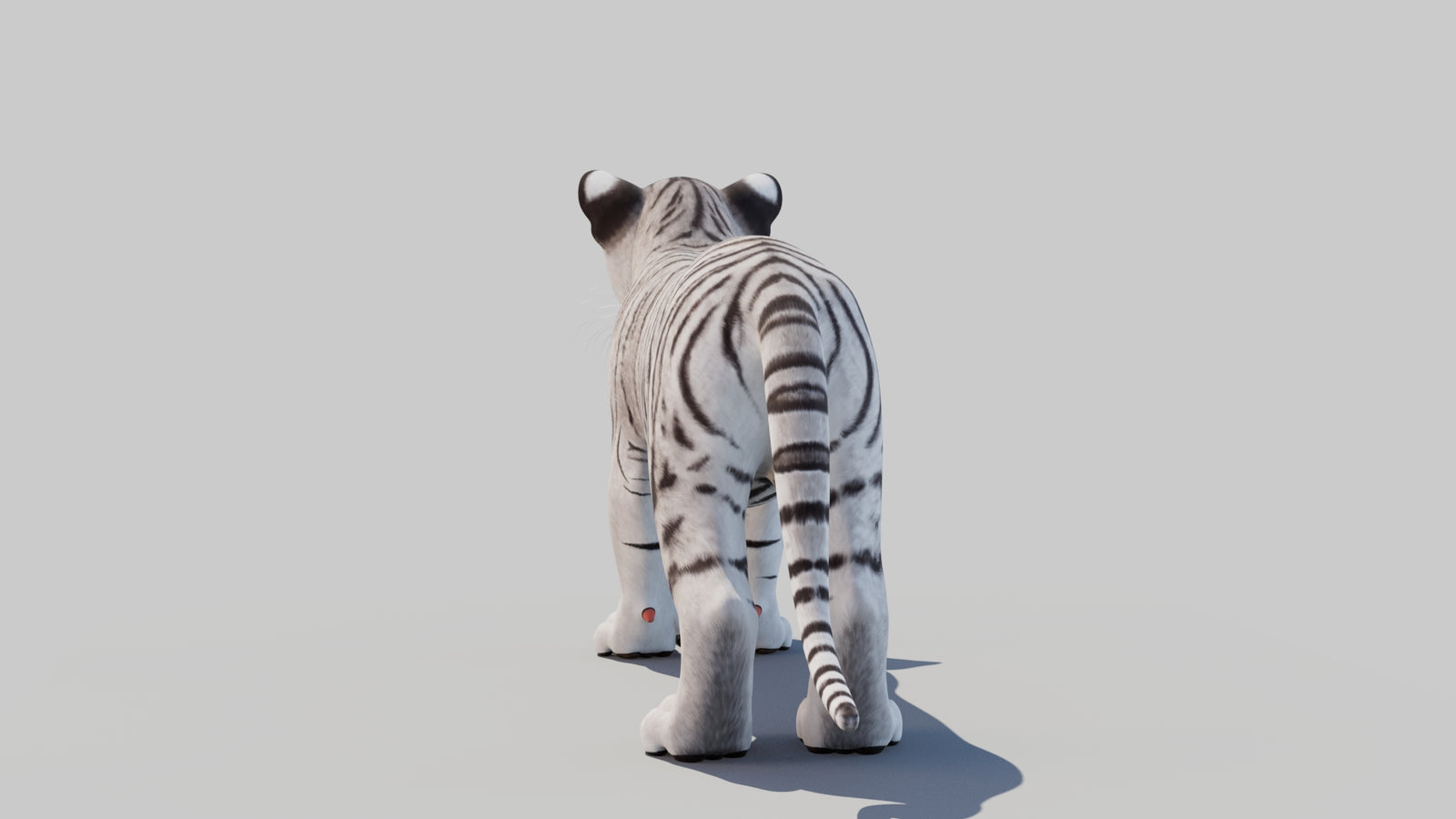 White Tiger Cub 3D Model 360° view 1 frame 19