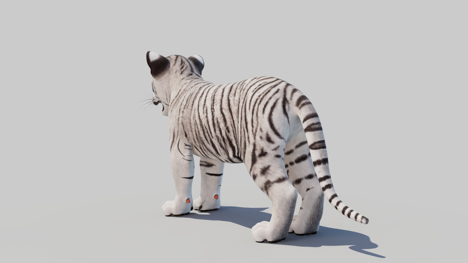 White Tiger Cub 3D Model 360° view 1 frame 22