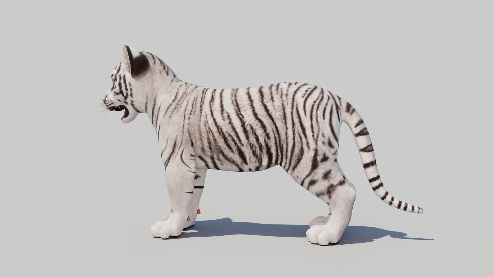 White Tiger Cub 3D Model 360° view 1 frame 26