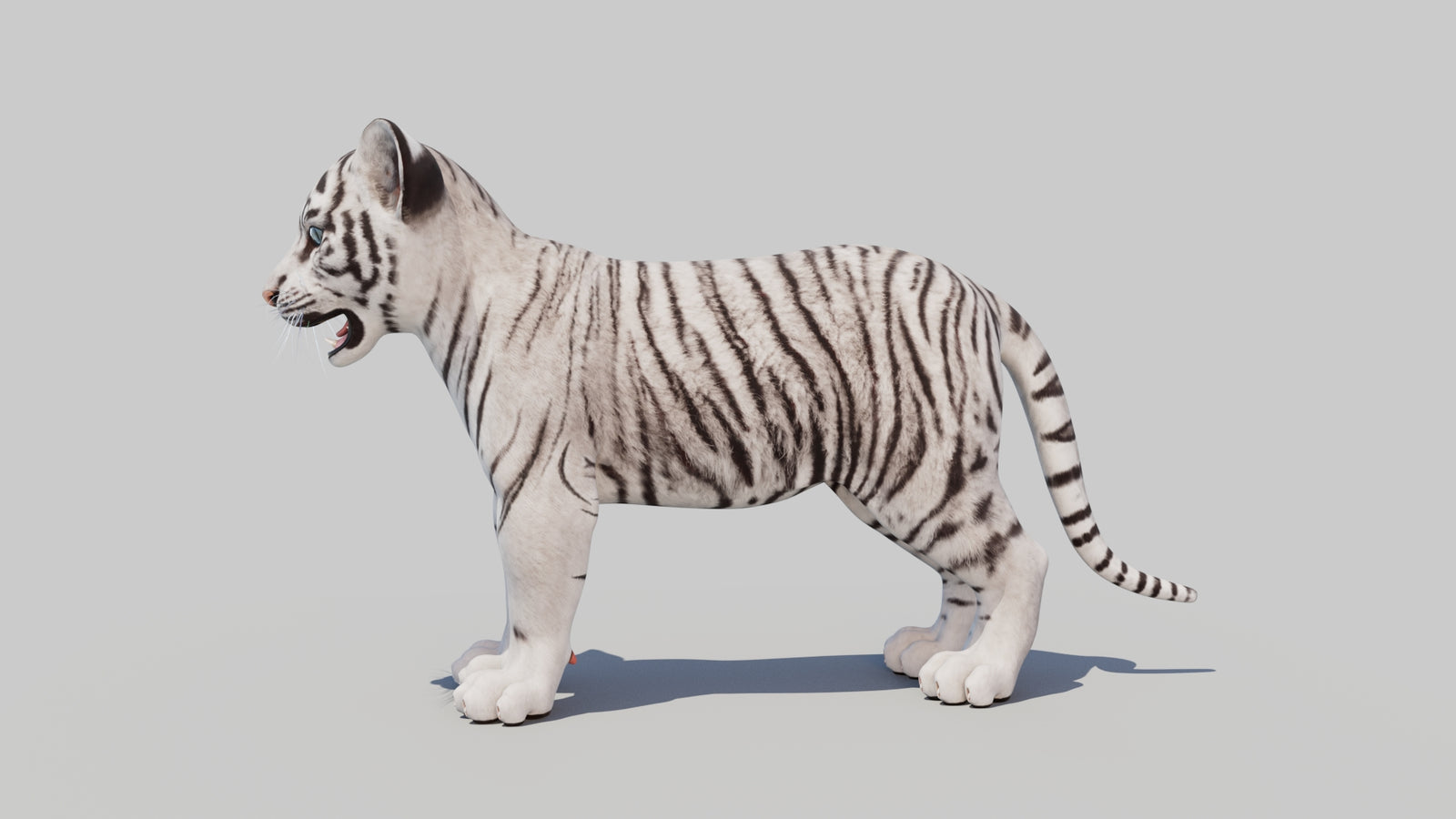 White Tiger Cub 3D Model 360° view 1 frame 28