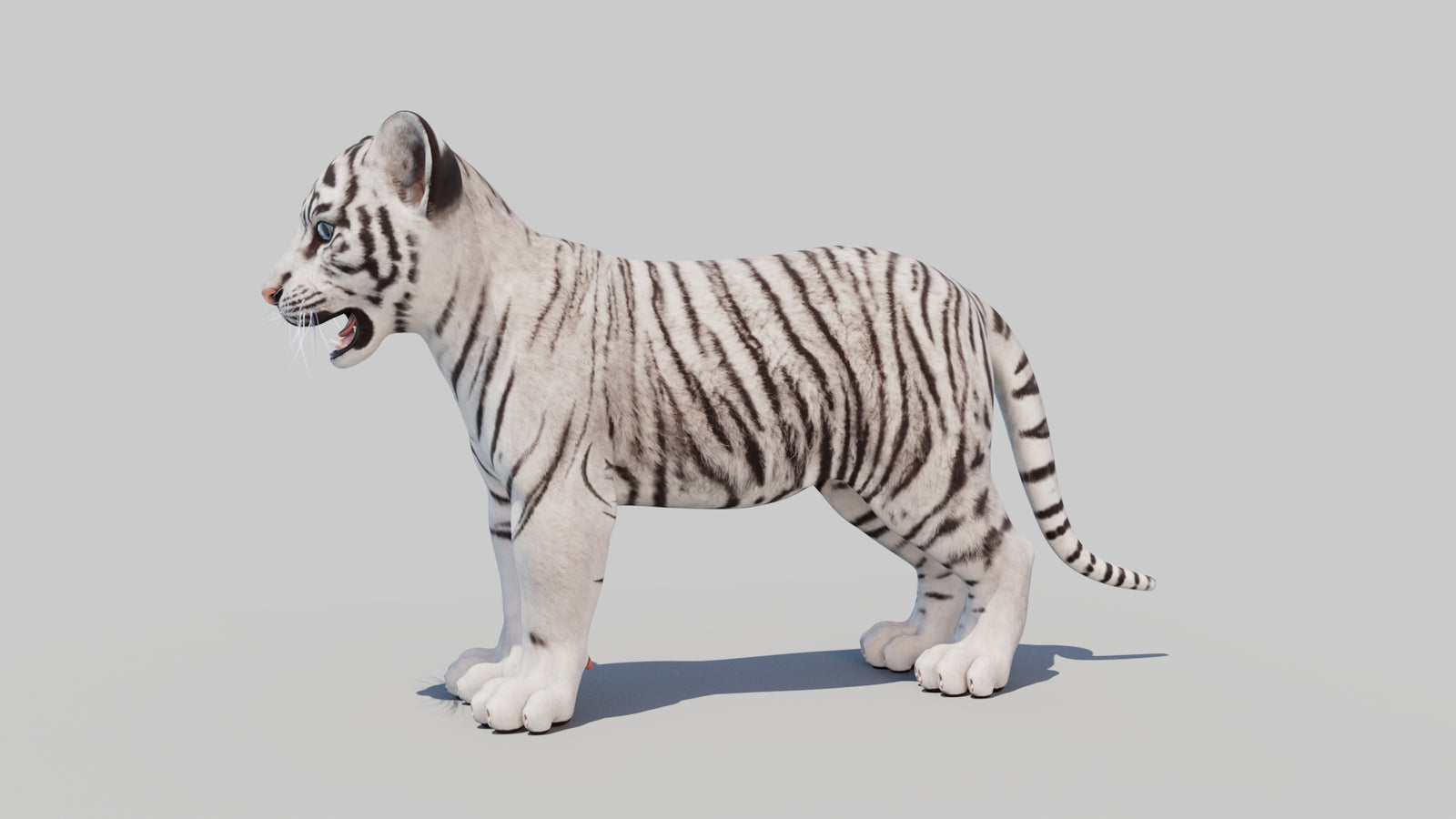 White Tiger Cub 3D Model 360° view 1 frame 29