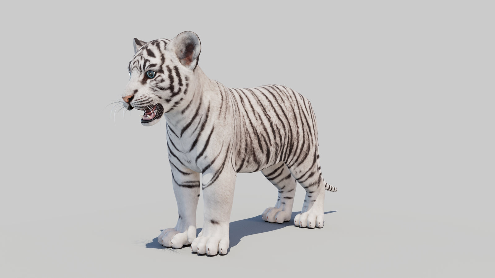 White Tiger Cub 3D Model 360° view 1 frame 32