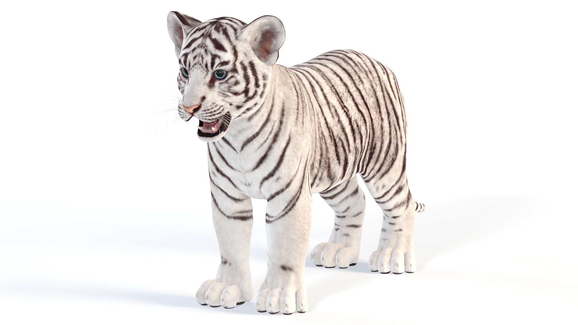 White Tiger Cub 3D Model for Download