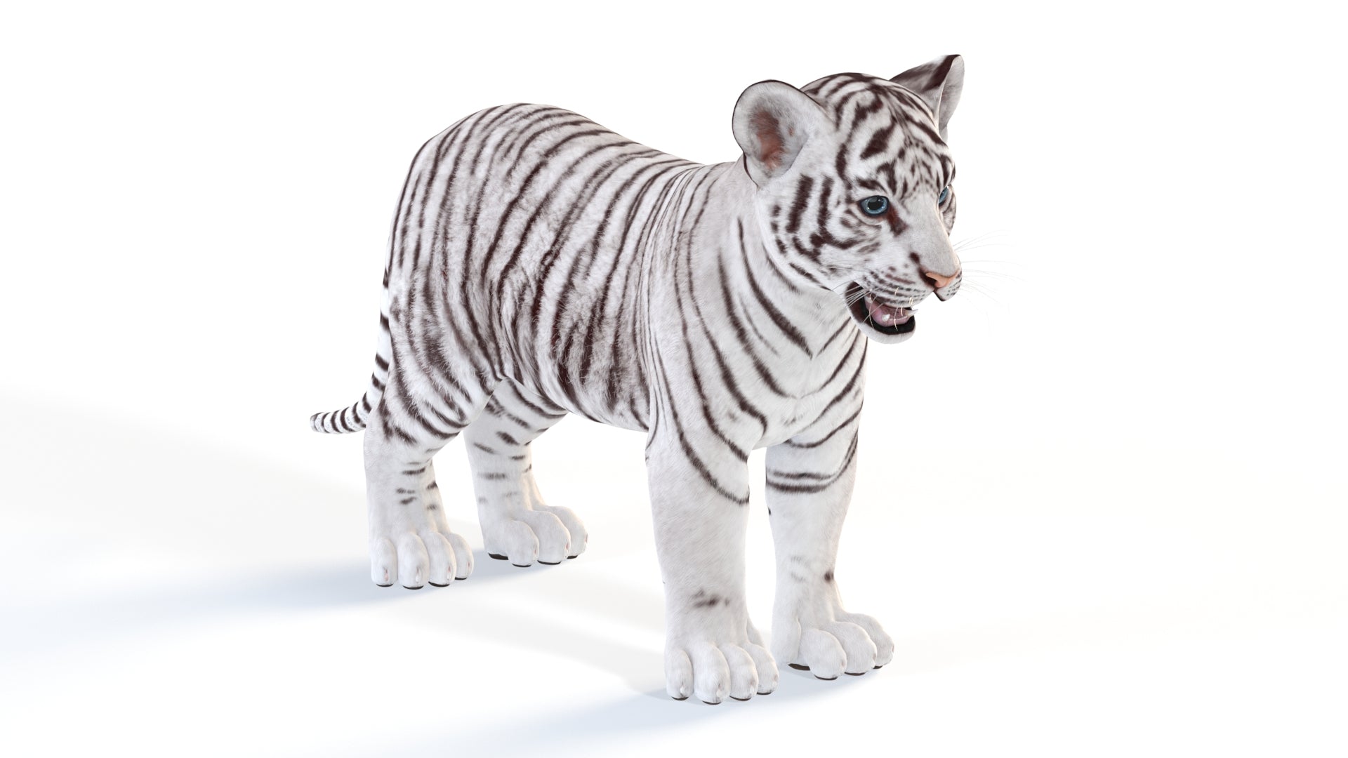 Realistic White Tiger Cub 3D Model for Download