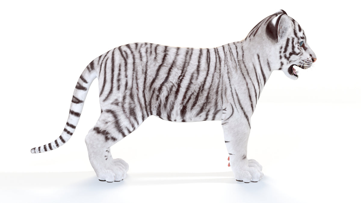 Realistic White Tiger Cub 3D Model for Download