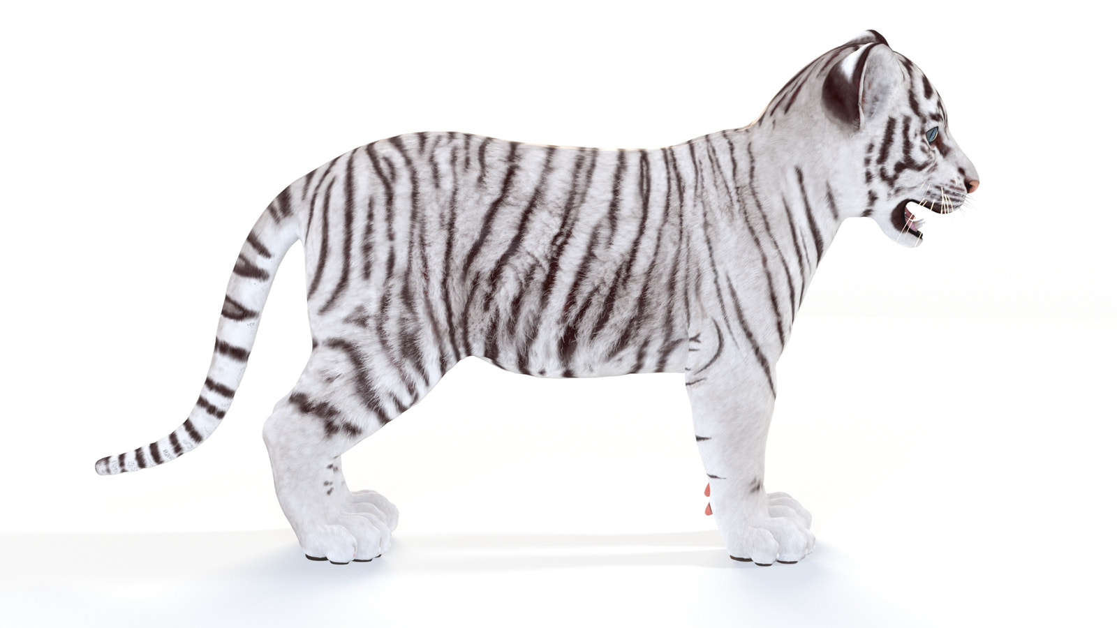 Realistic White Tiger Cub 3D Model for Download