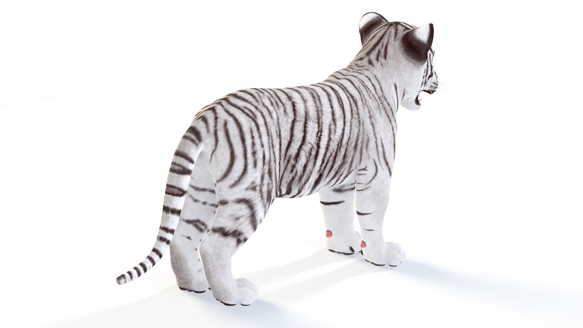 Realistic White Tiger Cub 3D Model for Download