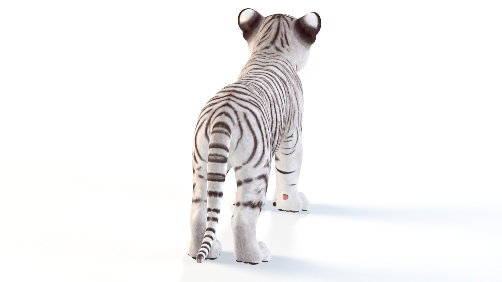 Realistic White Tiger Cub 3D Model for Download : Back side view