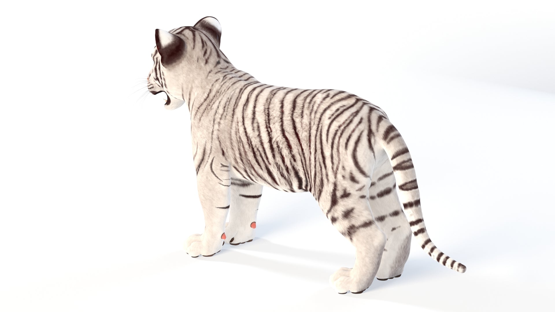Realistic White Tiger Cub 3D Model for game