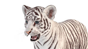 Realistic White Tiger Cub 3D Model head close up Thumbnail