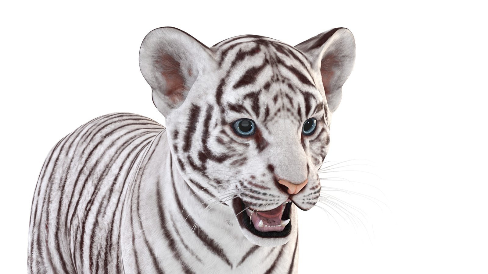 Realistic White Tiger Cub 3D Model head close up