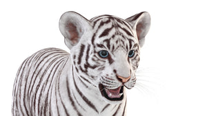 Realistic White Tiger Cub 3D Model head close up Thumbnail