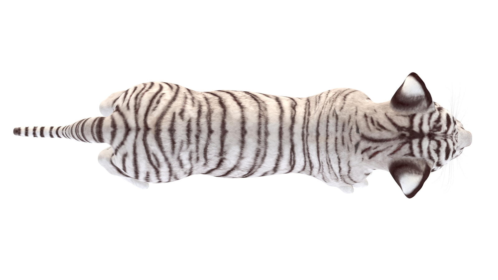 Realistic White Tiger Cub 3D Top View