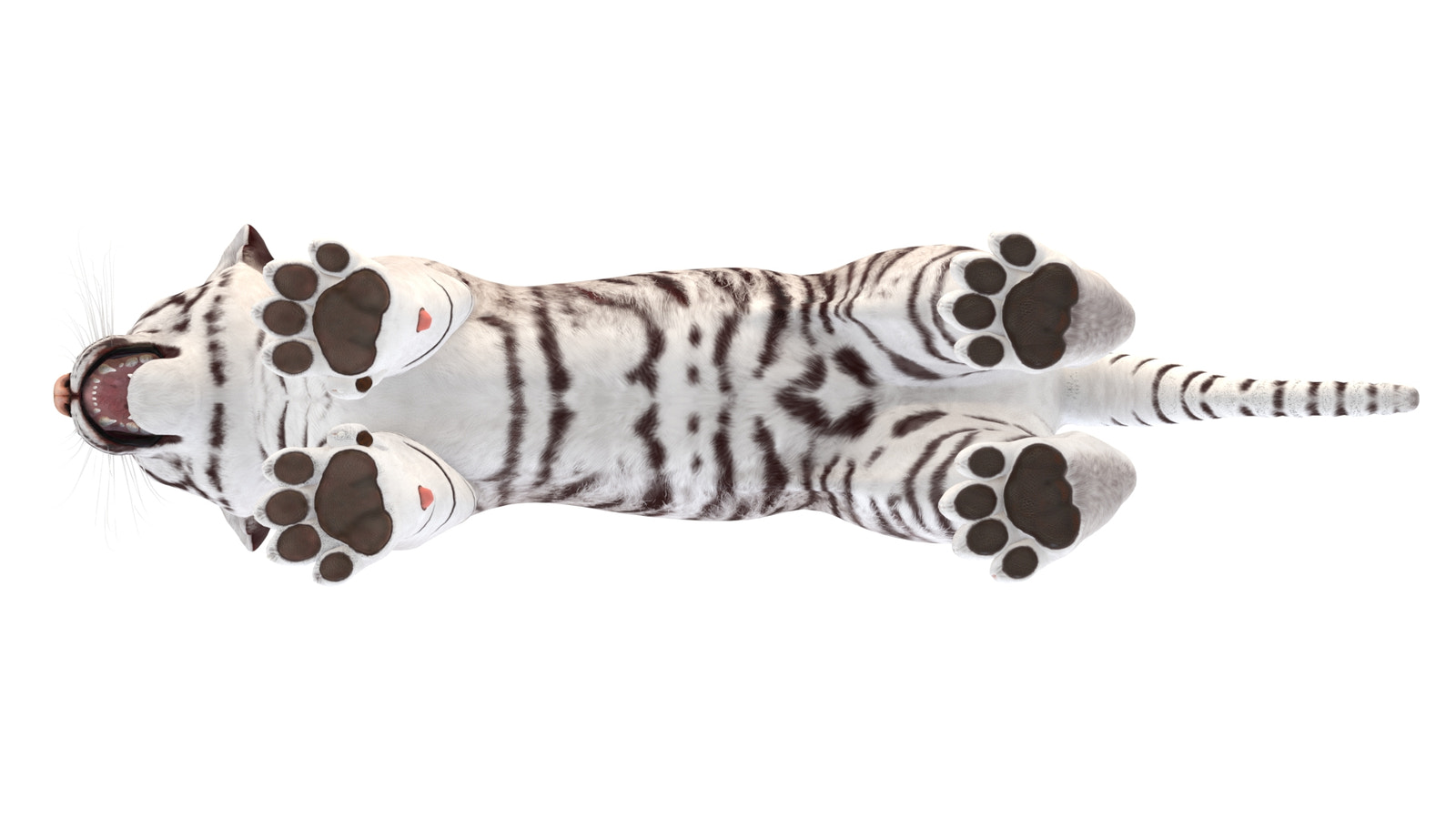 Realistic White Tiger Cub 3D Model bottom view