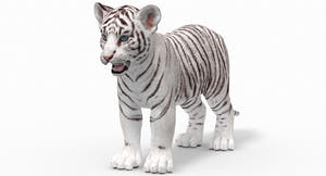 White tiger cub on a white background Mental Ray Thumbnail