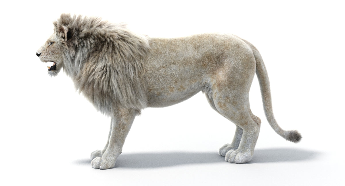 White Lion 3D Model - Hair and Fur - 360 Degree View