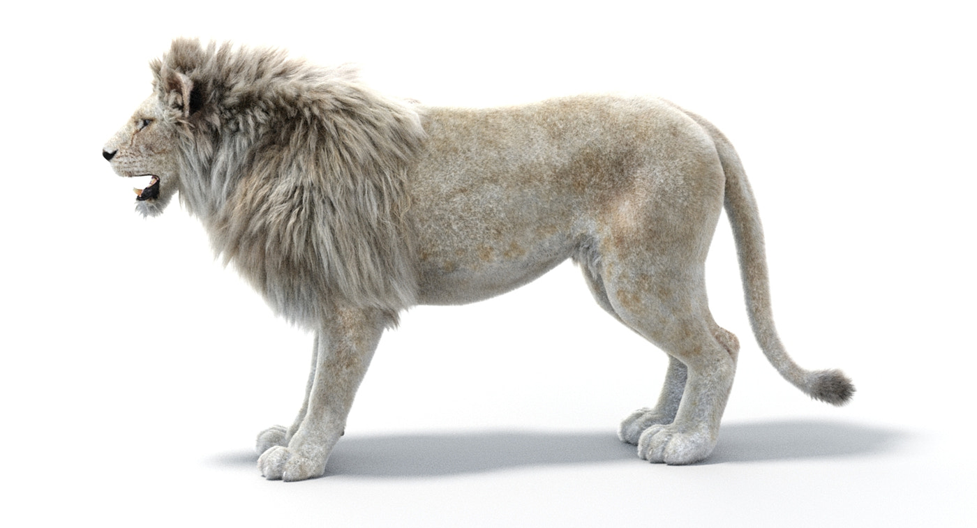 White Lion 3D Model Fur - 360 Degree View