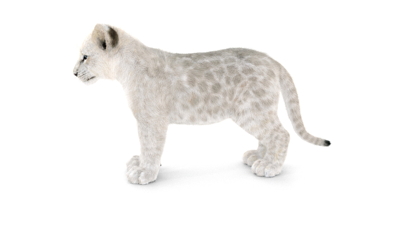 Rigged White Fur Lion Cub 3D Model - 360 Degree View