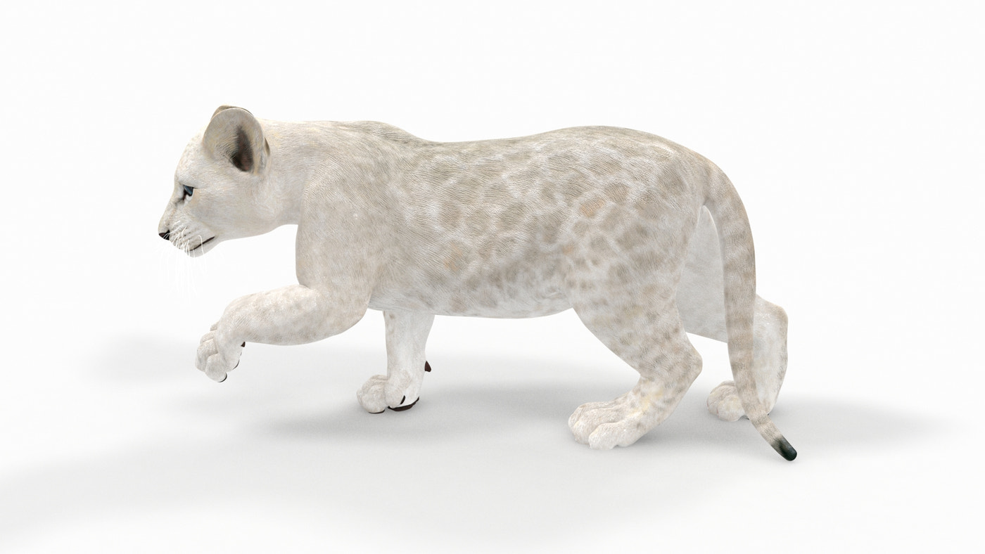Animated Lion Cub 3D Model Bundle – Natural & White - 360 Degree View