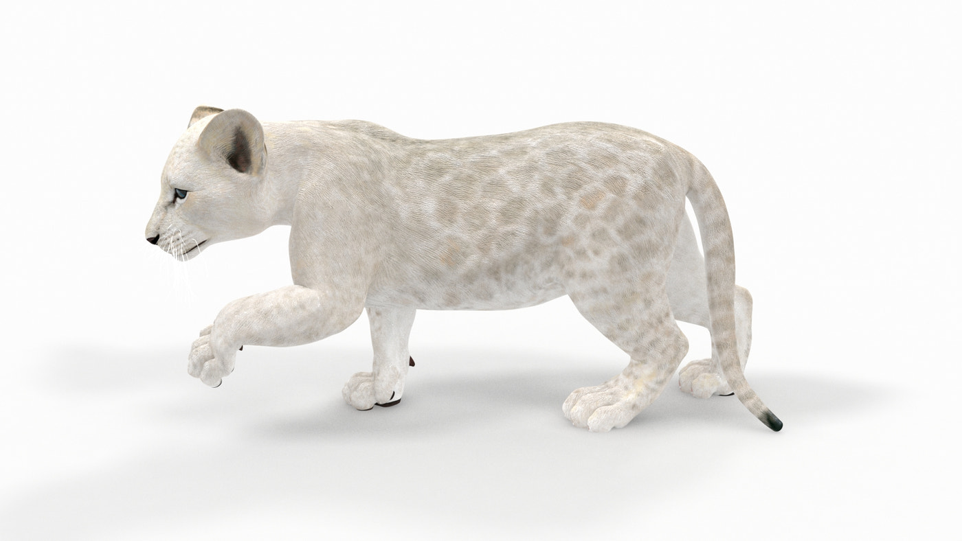 Animated White Lion Cub 3D Model - 360 Degree View