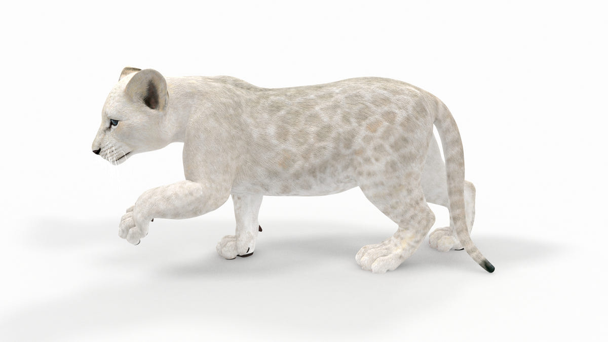 Animated Lion Cub 3D Model Bundle – Natural & White - 360 Degree View