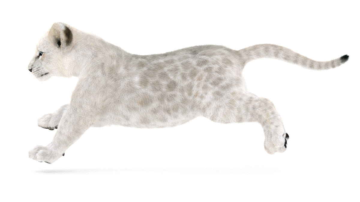 Animated Lion Cub 3D Models - Ornatrix / Hair and Fur | White and Natural Colors - 360 Degree View
