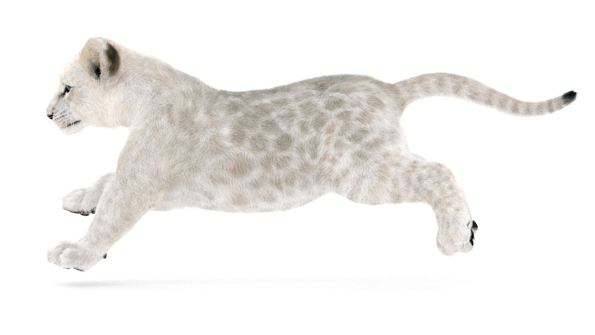 Animated Lion Cub 3D Models - Ornatrix / Hair and Fur | White and Natural Colors - 360 Degree View