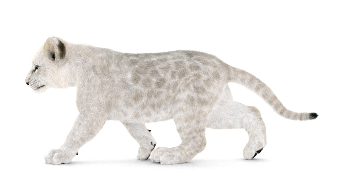 Animated Lion Cub 3D Models - Ornatrix / Hair and Fur | White and Natural Colors - 360 Degree View