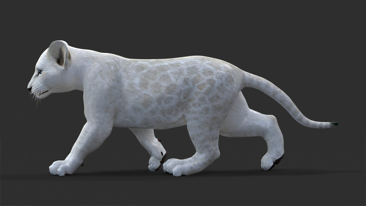 Animated Lion Cub 3D Model Bundle – Natural & White - 360 Degree View