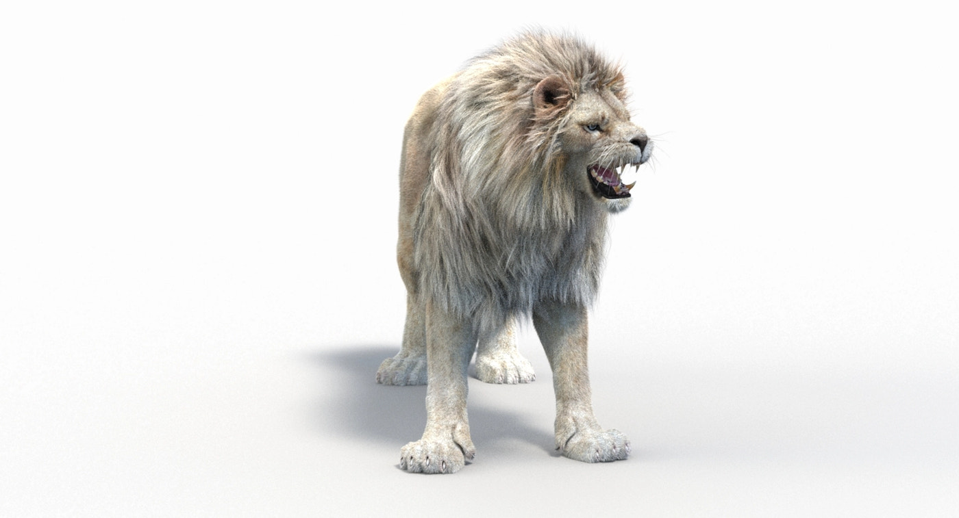 Animated White Lion 3D Model Fur - 360 Degree View