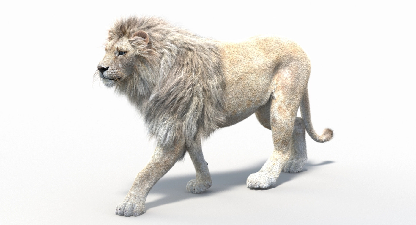Animated White Lion 3D Model Fur - 360 Degree View