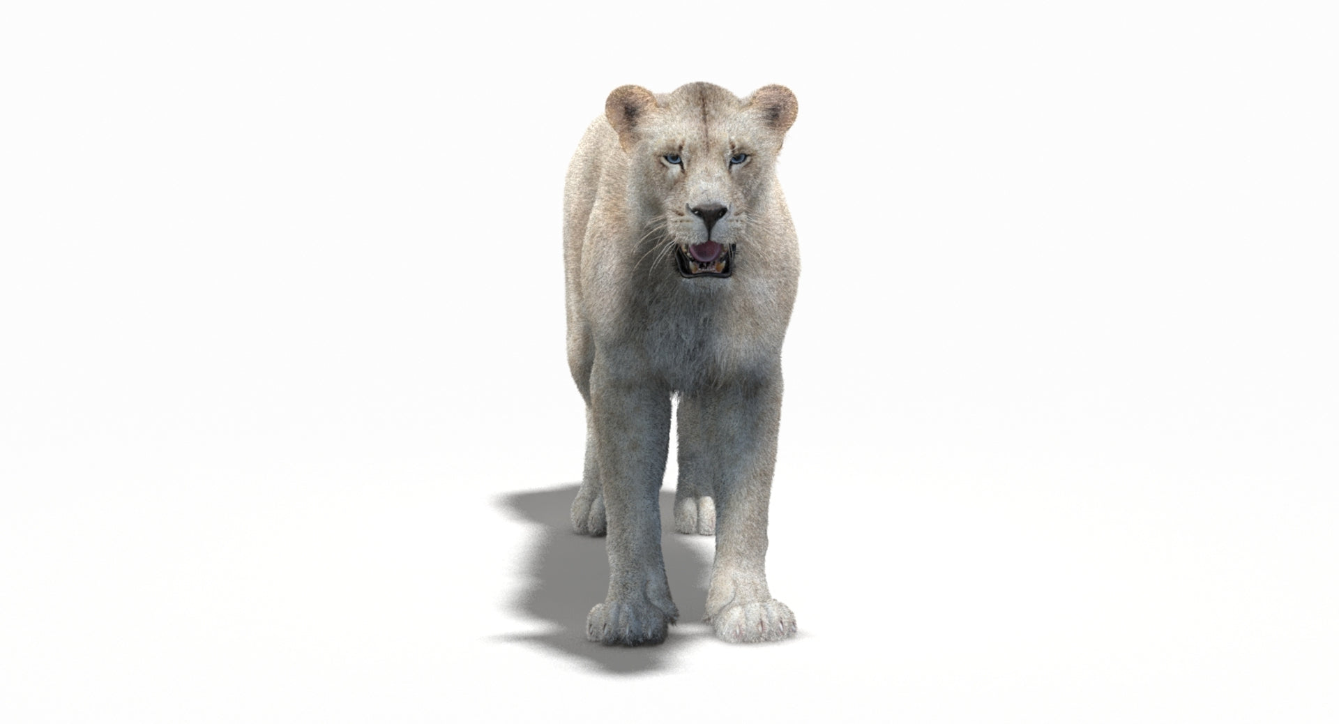 White Lioness Fur 3D Model - 360 Degree View
