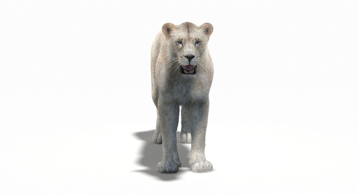 White Lioness Fur 3D Model - 360 Degree View