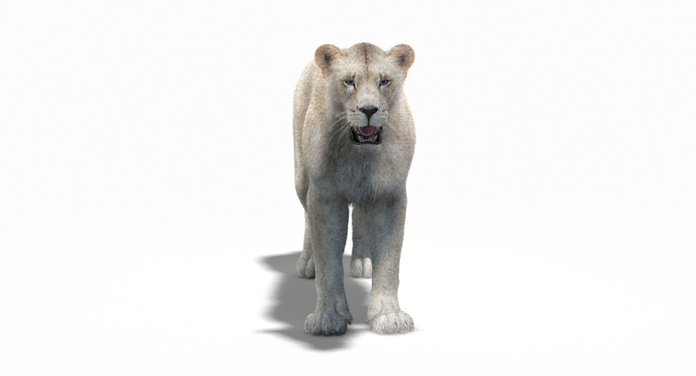 White Lioness Fur 3D Model - 360 Degree View
