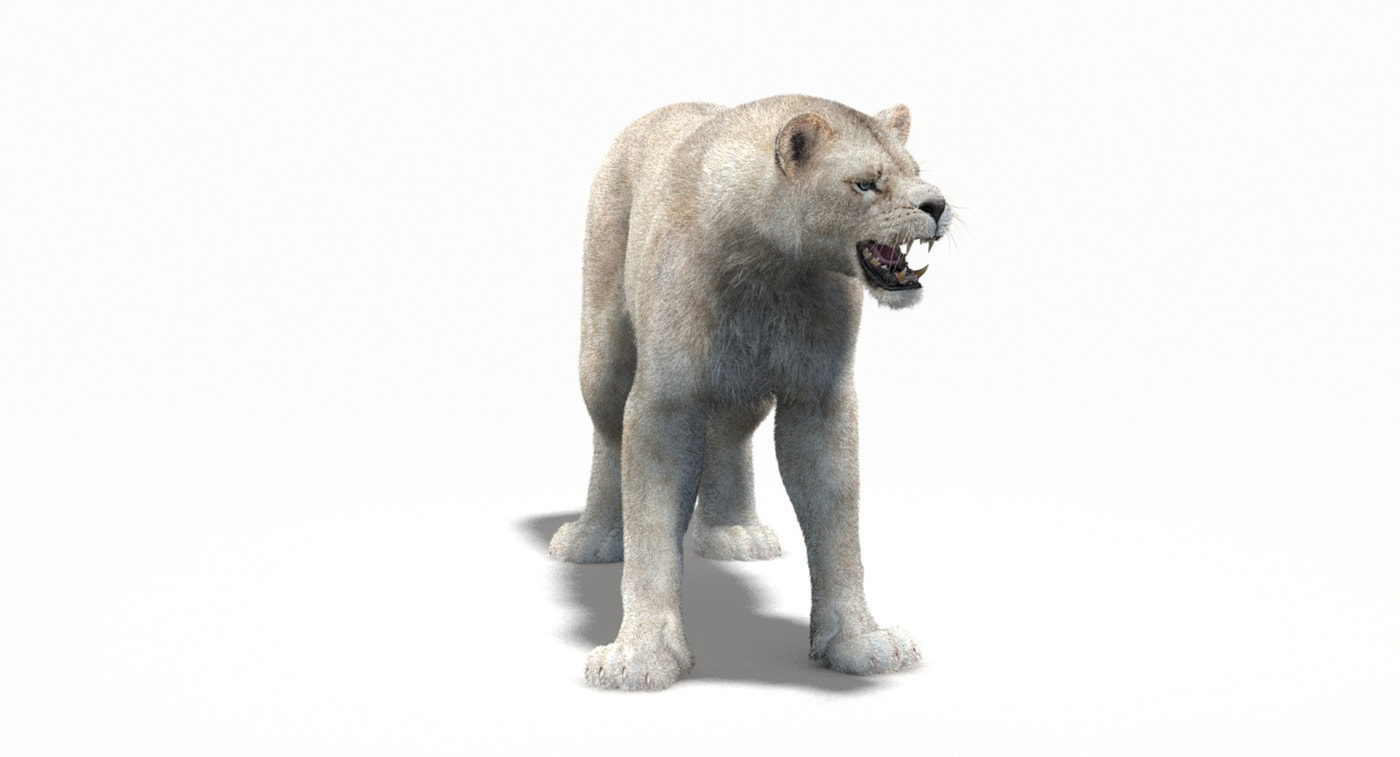 Rigged White Lioness 3D Model Fur - 360 Degree View