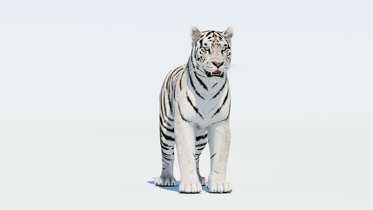 Siberian White Tiger 3D Model - Game-Ready - 360 Degree View