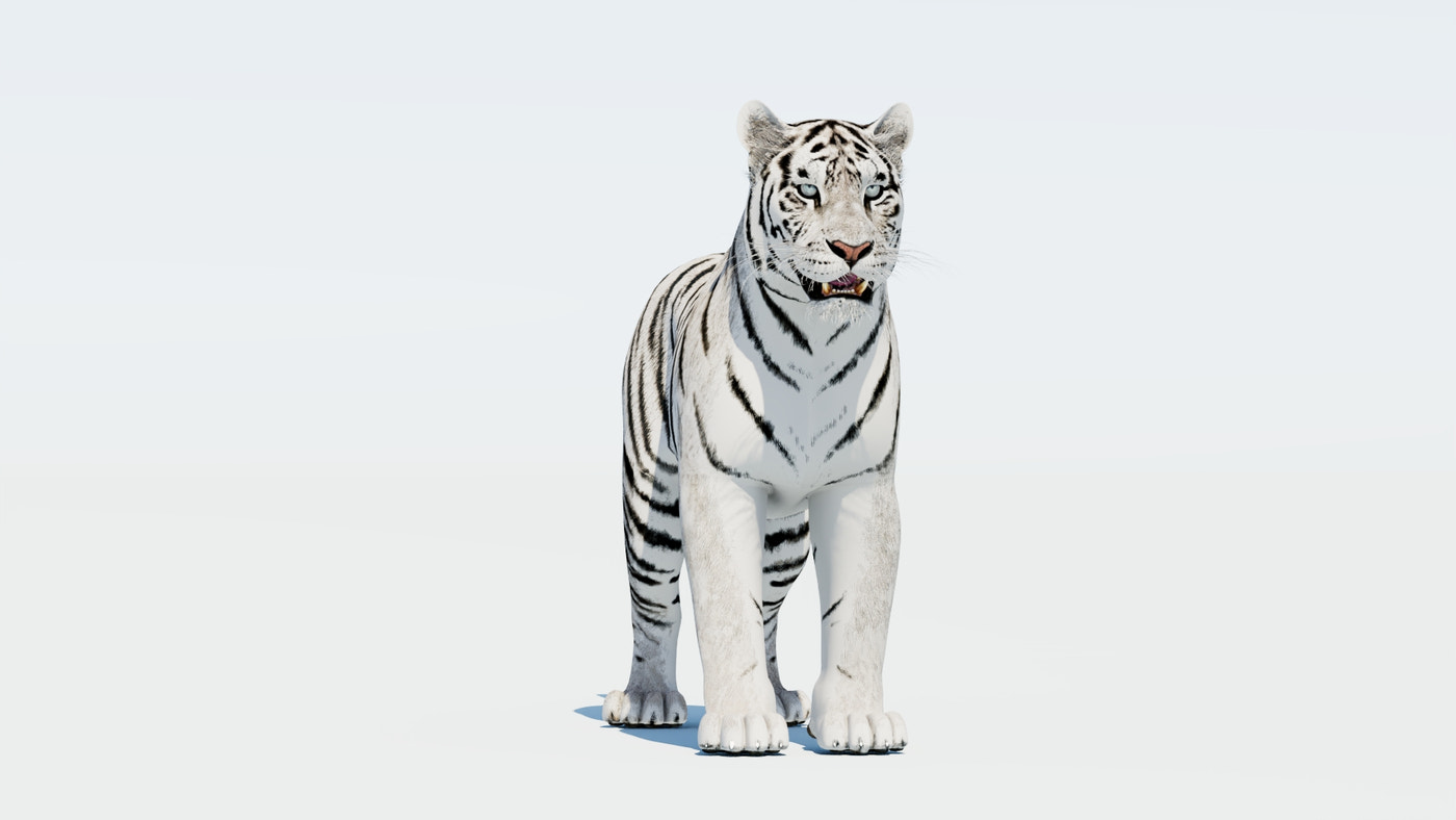 Siberian White Tiger 3D Model - 360 Degree View