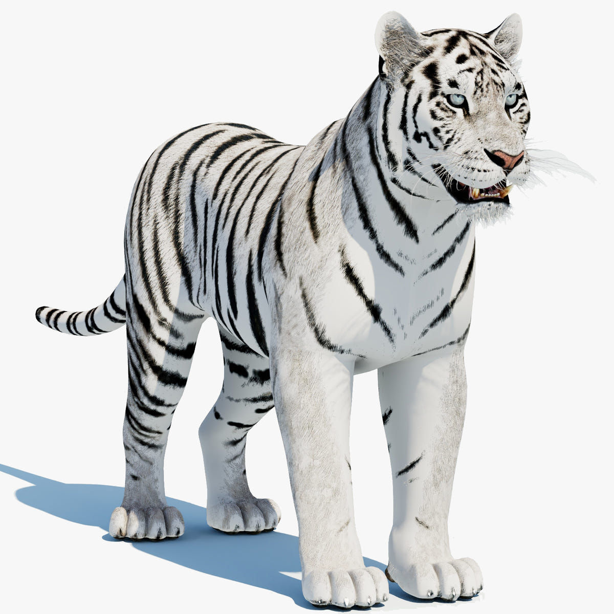 Siberian White Tiger 3D Model - Game-Ready