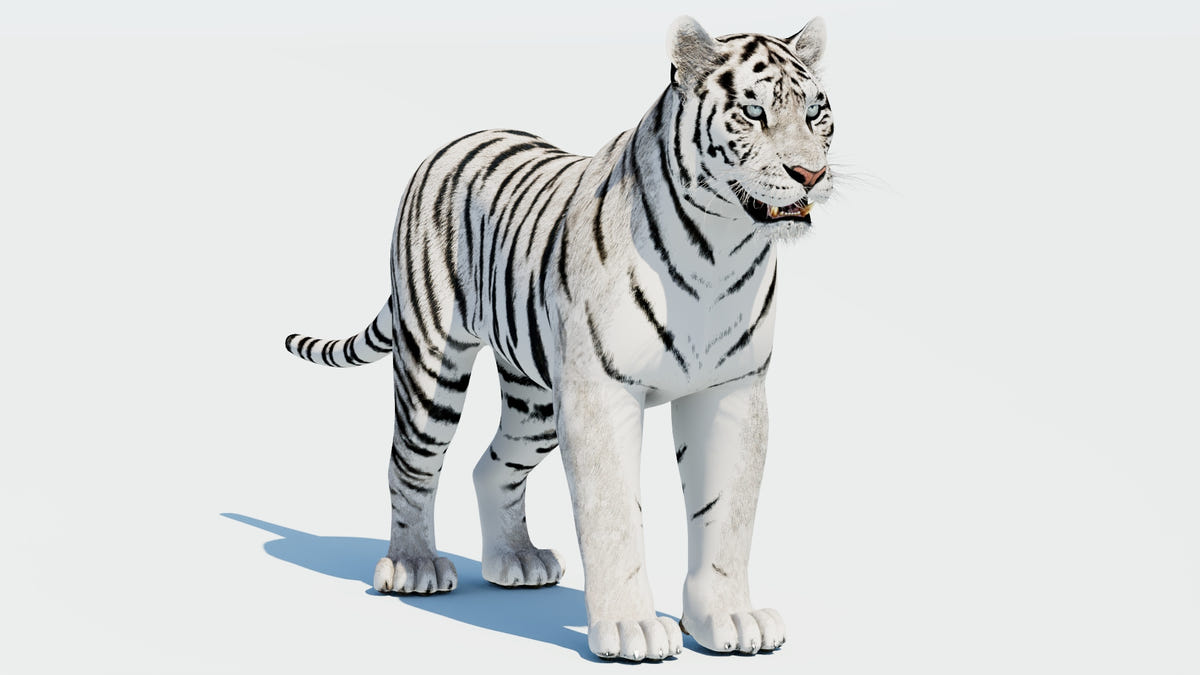 Realistic Siberian white tiger 3D model for Download