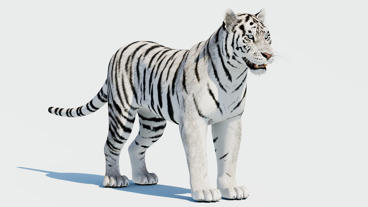 Siberian White Tiger 3D Model - Game-Ready
