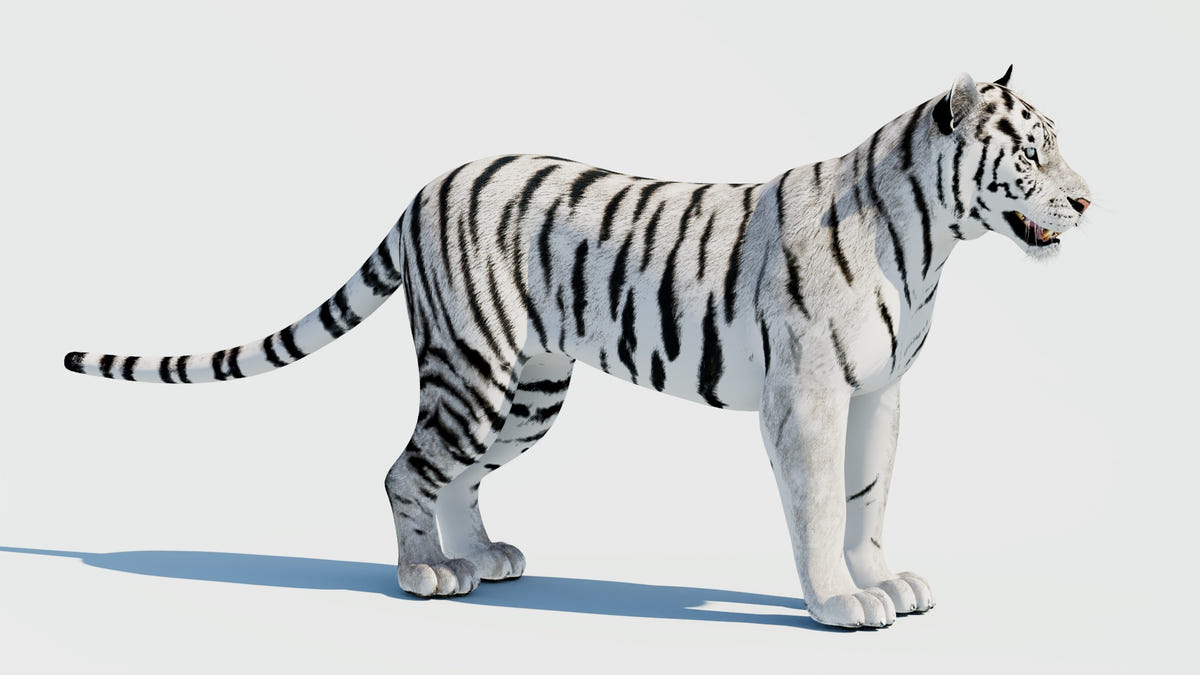 Siberian white tiger 3D model - low poly, game - ready