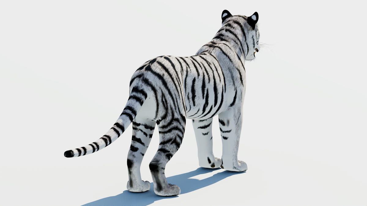 Siberian White Tiger 3D Model - Game-Ready