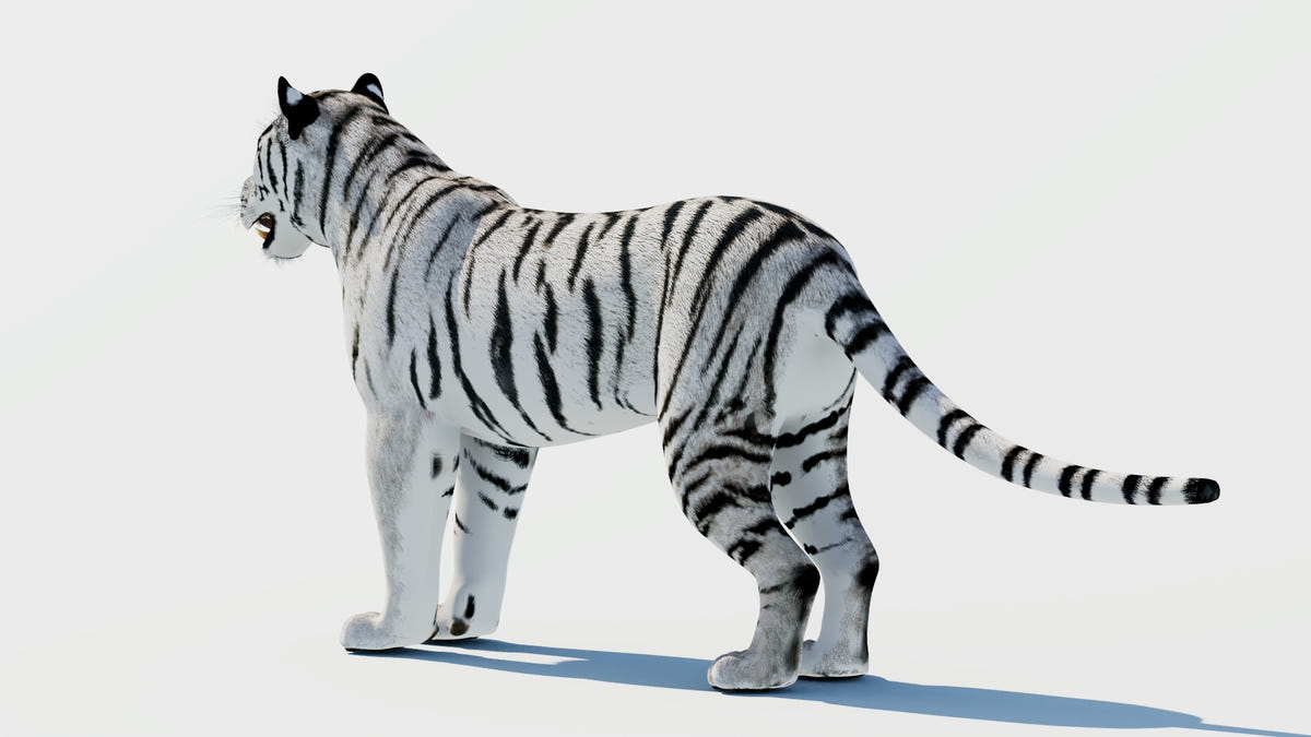 Siberian White Tiger 3D Model - Game-Ready