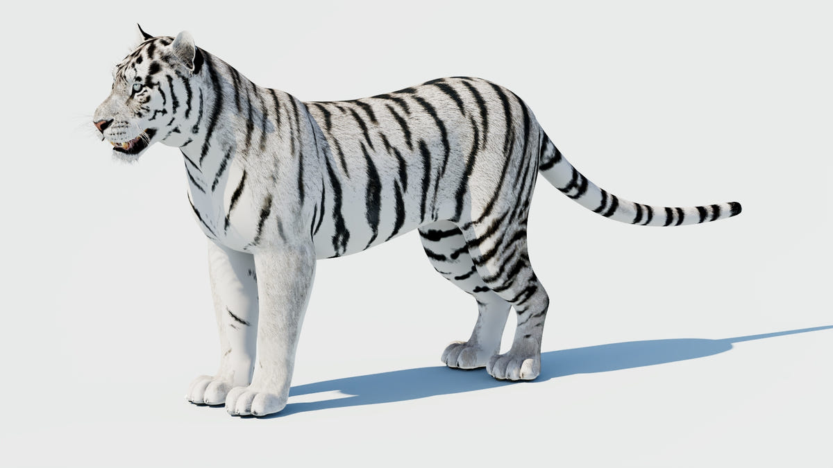 Siberian White Tiger 3D Model - Game-Ready