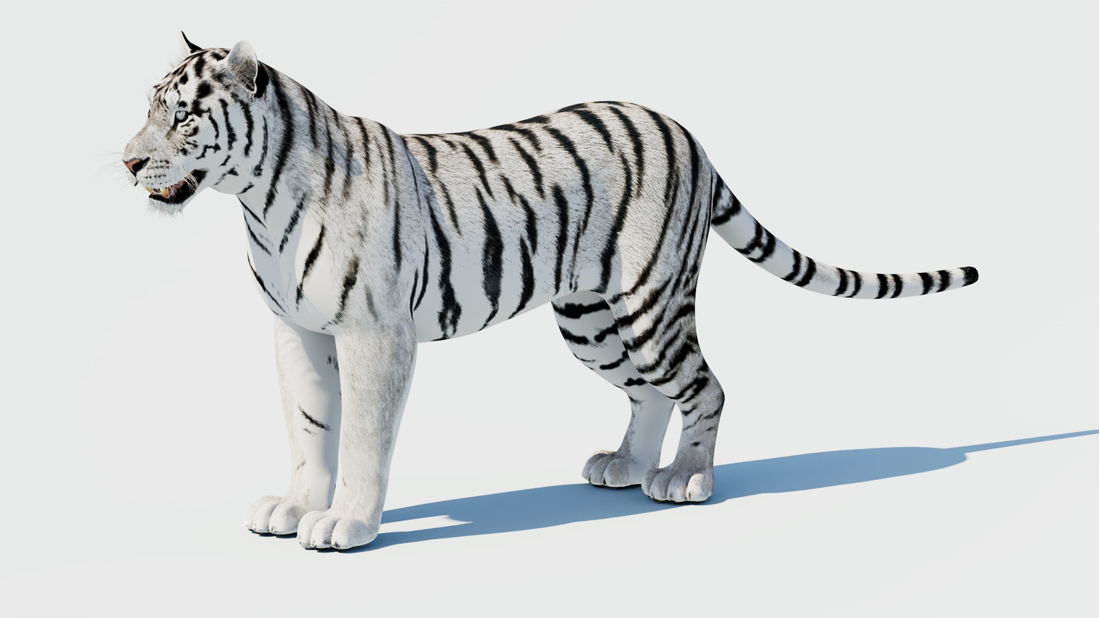 Siberian White Tiger 3D Model